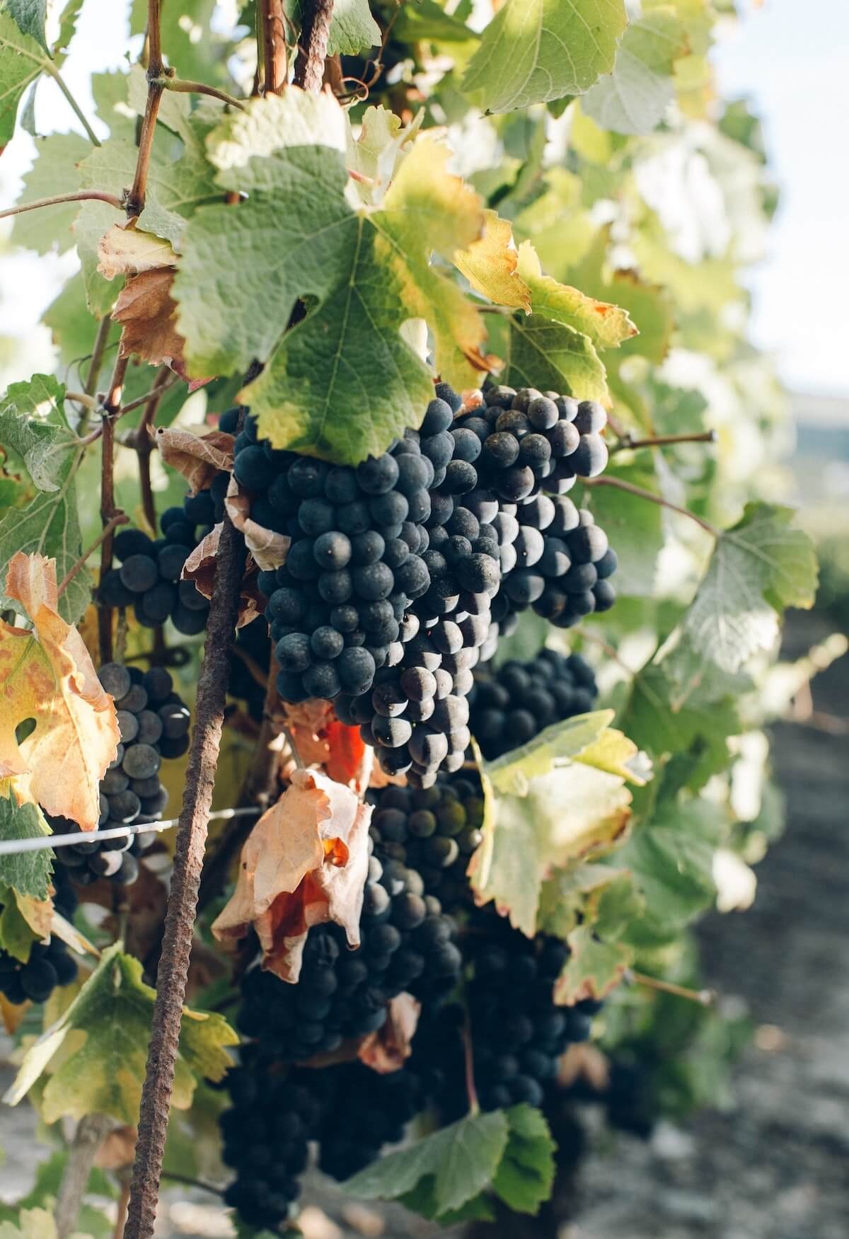 vine from a vineyard